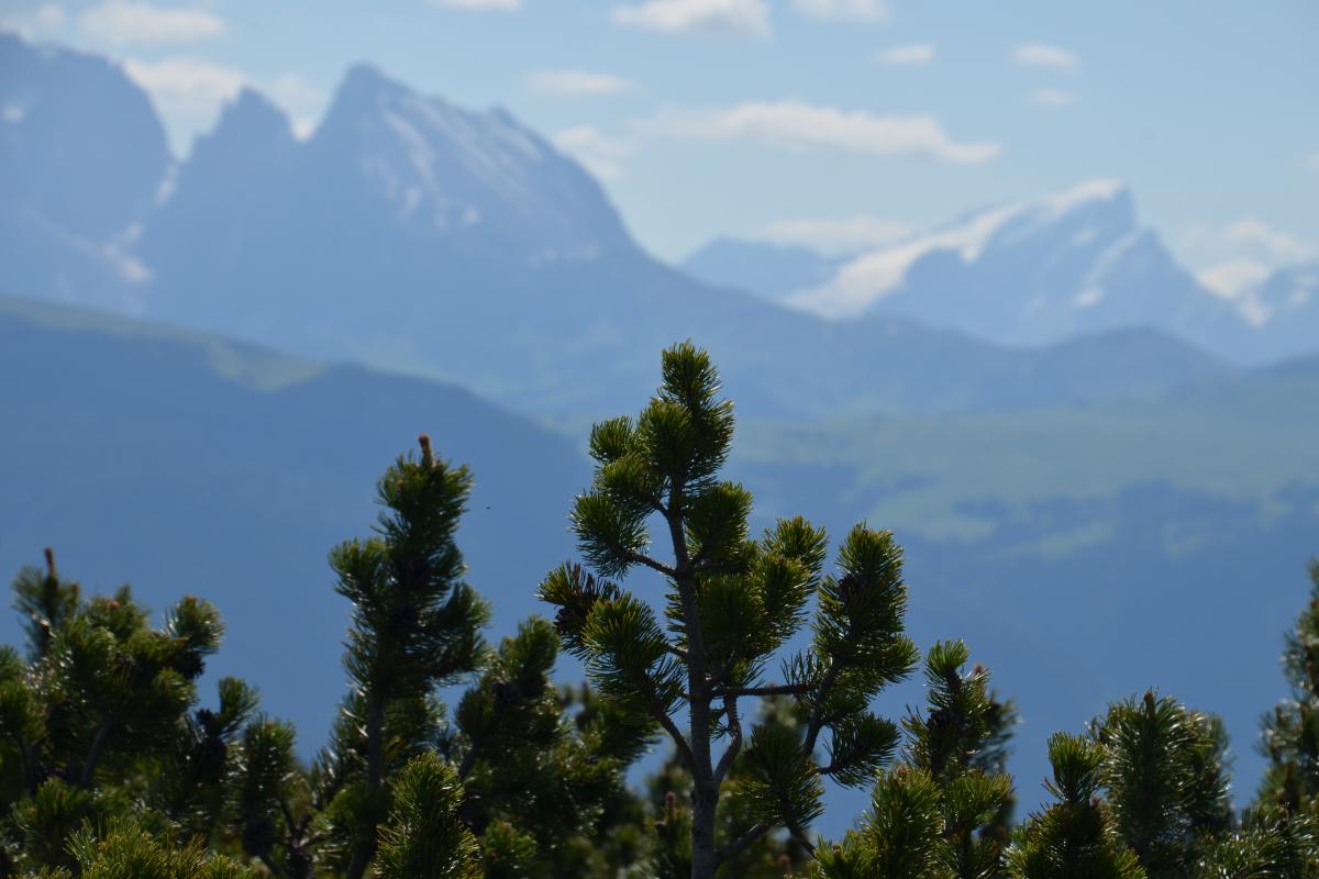 Latschenbrennerei und Platzer Alm2 23.06.2020